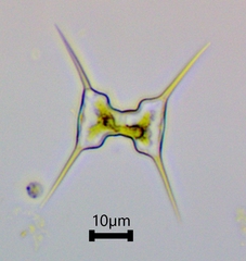 Staurodesmus extensus