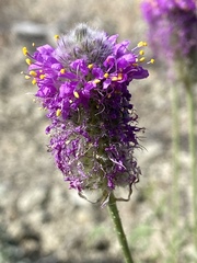Dalea ornata