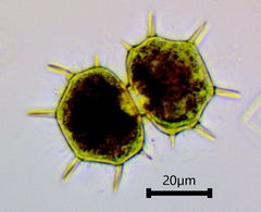 Xanthidium cristatum