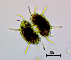 Xanthidium antilopaeum