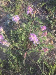 Astragalus bisulcatus