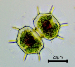 Xanthidium cristatum