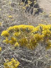 Tetradymia tetrameres