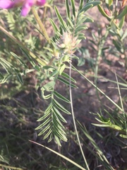 Astragalus bisulcatus