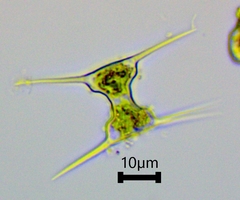 Staurodesmus extensus