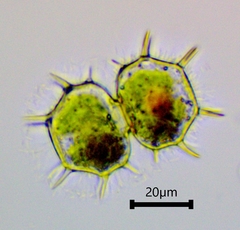 Xanthidium cristatum