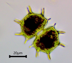 Xanthidium cristatum