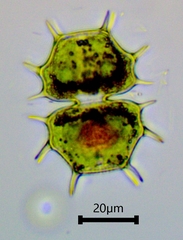 Xanthidium cristatum