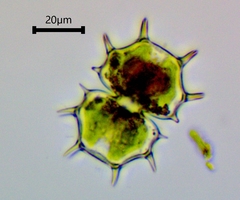 Xanthidium cristatum