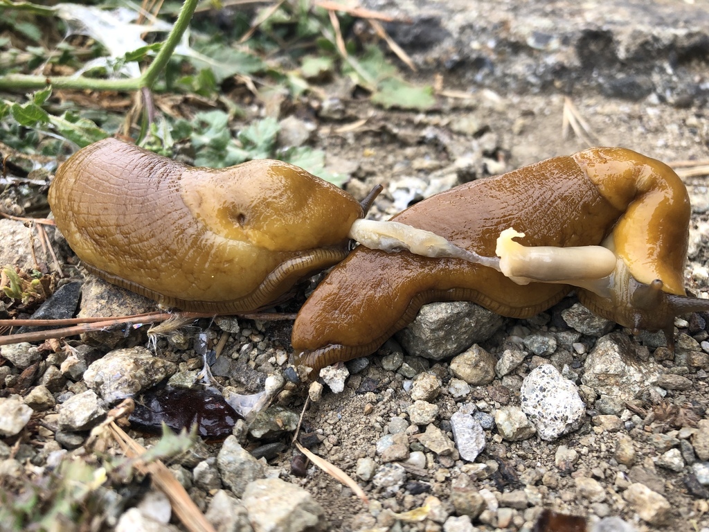 Banana Slugs from Pacifica, CA, US on June 26, 2020 at 11:40 AM by ...