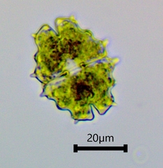 Euastrum divaricatum