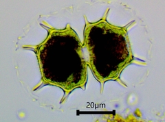 Xanthidium cristatum