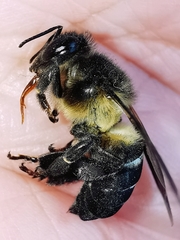 Apis dorsata breviligula