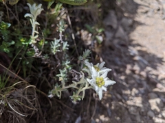 Leontopodium microphyllum