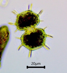 Xanthidium cristatum