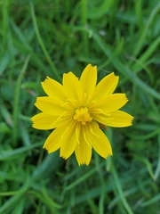 Phalacroseris bolanderi