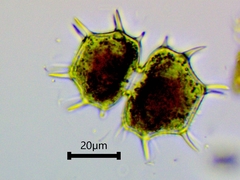 Xanthidium cristatum