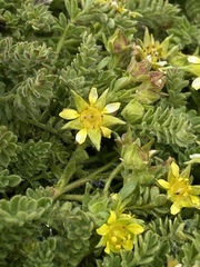 Ivesia shockleyi