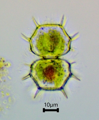 Xanthidium cristatum