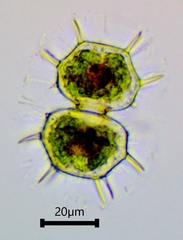 Xanthidium cristatum