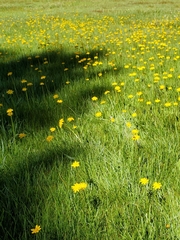 Phalacroseris bolanderi