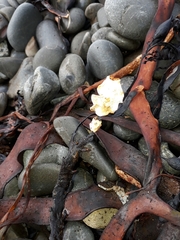 Lithophyllum carpophylli