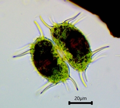 Xanthidium antilopaeum