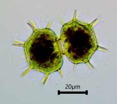 Xanthidium cristatum