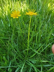 Phalacroseris bolanderi