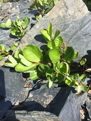 Salix stolonifera