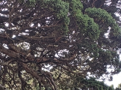 Tarsiger johnstoniae