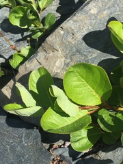 Salix stolonifera