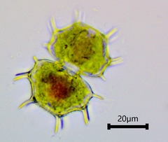 Xanthidium cristatum