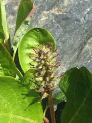 Salix stolonifera
