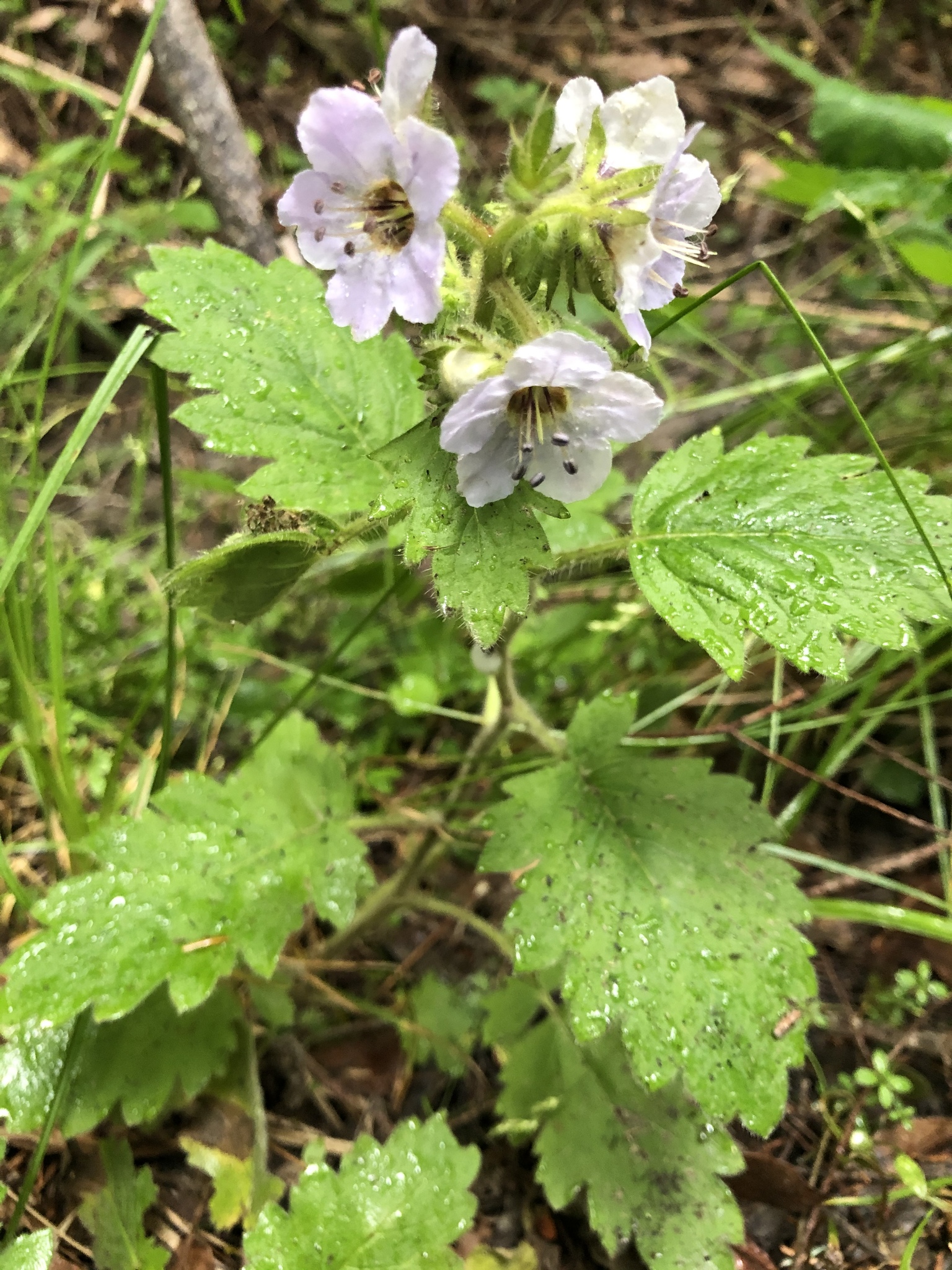 Phacelia bolanderi