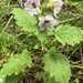 Phacelia bolanderi - Photo (c) pinkpoppy, algunos derechos reservados (CC BY-NC)