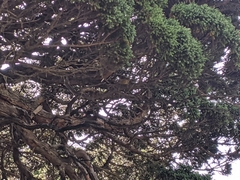 Tarsiger johnstoniae