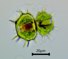 Xanthidium cristatum