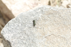 Hoplitis fulgida fulgida