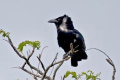 Corvus leucognaphalus