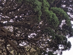 Tarsiger johnstoniae