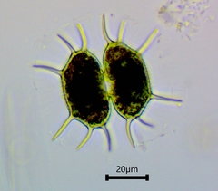 Xanthidium antilopaeum