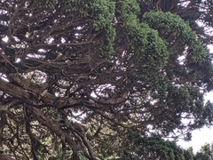 Tarsiger johnstoniae