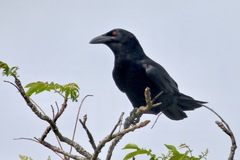 Corvus leucognaphalus