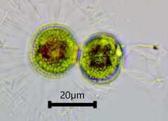Cosmarium contractum