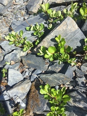 Salix stolonifera
