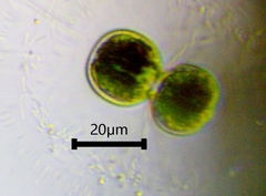 Cosmarium contractum