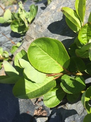 Salix stolonifera