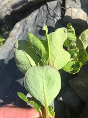 Salix stolonifera