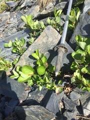 Salix stolonifera